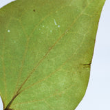 Houttuynia cordata