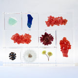 organ-pipe coral
