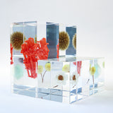 organ-pipe coral