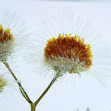 wildflowers