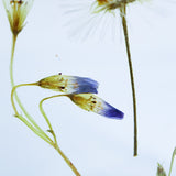 wildflowers