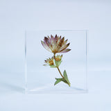 Astrantia romana