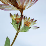 Astrantia romana