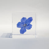 Indigo Larkspur -【Siberian Larkspur】