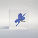 Indigo Larkspur -【Siberian Larkspur】