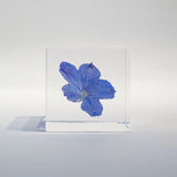 Indigo Larkspur -【Siberian Larkspur】
