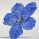 Indigo Larkspur -【Siberian Larkspur】