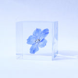 Indigo Larkspur -【Siberian Larkspur】