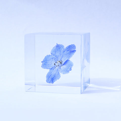 Indigo Larkspur -【Siberian Larkspur】