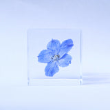 Indigo Larkspur -【Siberian Larkspur】