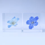 Indigo Larkspur -【Siberian Larkspur】