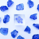 Indigo Larkspur -【Siberian Larkspur】