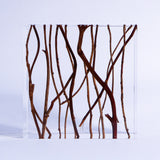 Salix matsudana var. tortuosa ◇ Sola grid