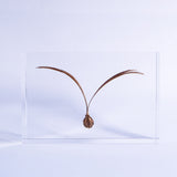 Winged seeds ◇ Sola grid