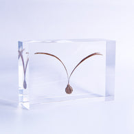 Winged seeds ◇ Sola grid