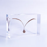 Winged seeds ◇ Sola grid
