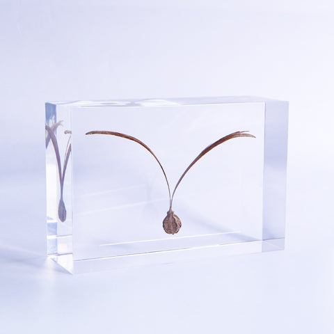 Winged seeds ◇ Sola grid