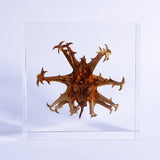 Harpagophytum procumbens ◇ Sola grid