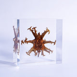 Harpagophytum procumbens ◇ Sola grid