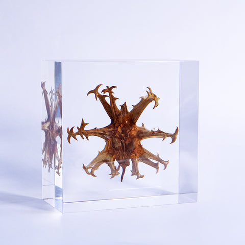 Harpagophytum procumbens ◇ Sola grid