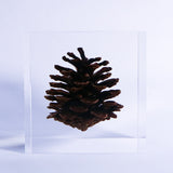 pinecone ◇ Sola grid
