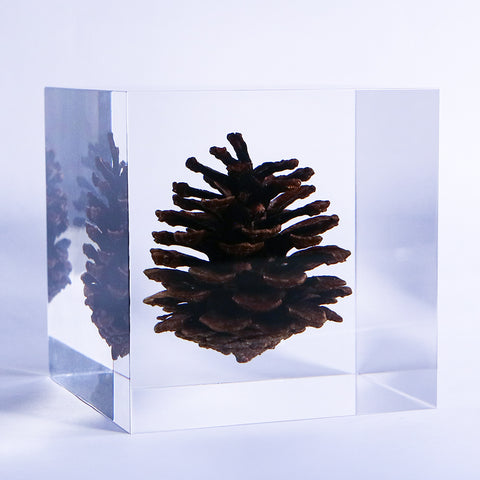 pinecone ◇ Sola grid