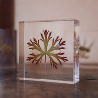 Geranium carolinianum