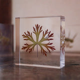 Geranium carolinianum