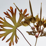 Geranium carolinianum