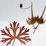 Geranium carolinianum
