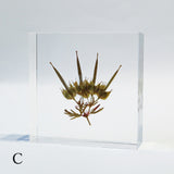 Geranium carolinianum