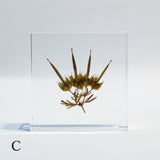 Geranium carolinianum