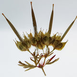 Geranium carolinianum