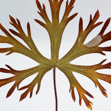 Geranium carolinianum