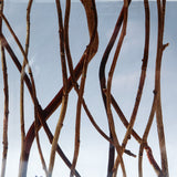 Salix matsudana var. tortuosa ◇ Sola grid