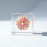 Coelopleurus maculatus ◇ Sola grid