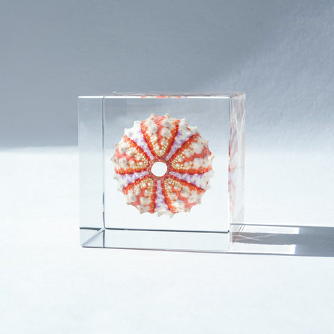 Coelopleurus maculatus ◇ Sola grid