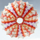 Coelopleurus maculatus ◇ Sola grid