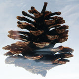 pinecone ◇ Sola grid