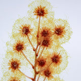 Mimosa