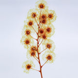 Mimosa