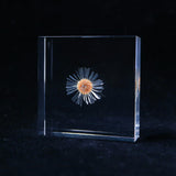 Erigeron
