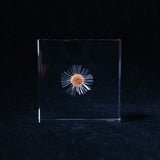 Erigeron