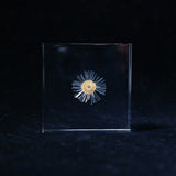 Erigeron