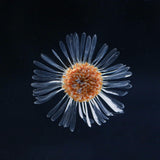 Erigeron