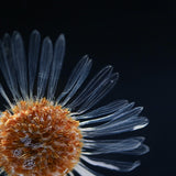 Erigeron