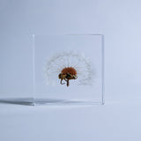 Sola tile Dandelion Set