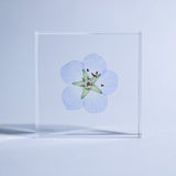 Nemophila