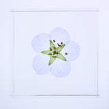 Nemophila