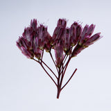 Fragrant eupatorium